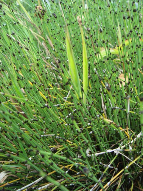 Equisetum scirpoides